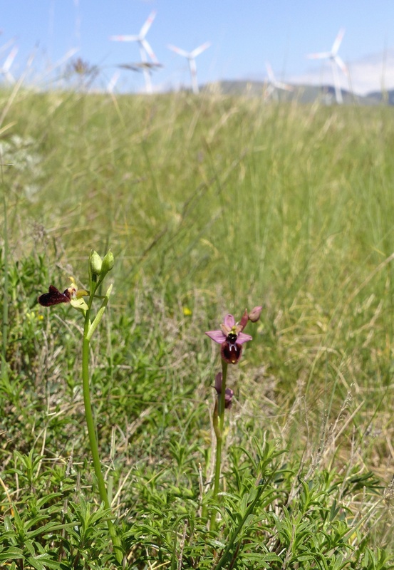 ibridi di Ophrys tenthredinifera nellalto Abruzzo - maggio 2021.